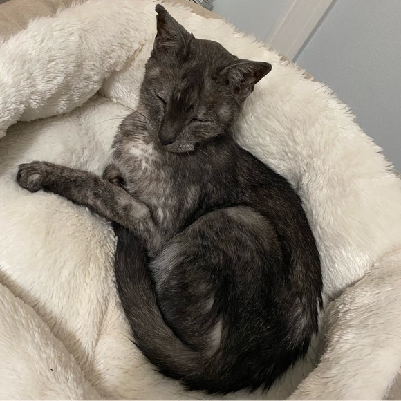 Bondhu Jewelry - Rainbow Flourite Sterling Silver Necklace Purple Pink 20”